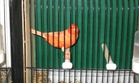 pshkipe-wystawa-kanarkow-2012-6