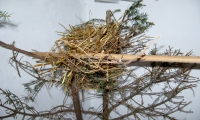 naturalny-instynkt-kanarkow-4