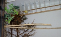 naturalny-instynkt-kanarkow-5