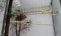 naturalny-instynkt-kanarkow-6