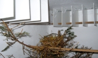 naturalny-instynkt-kanarkow-7