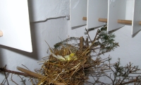 naturalny-instynkt-kanarkow-9